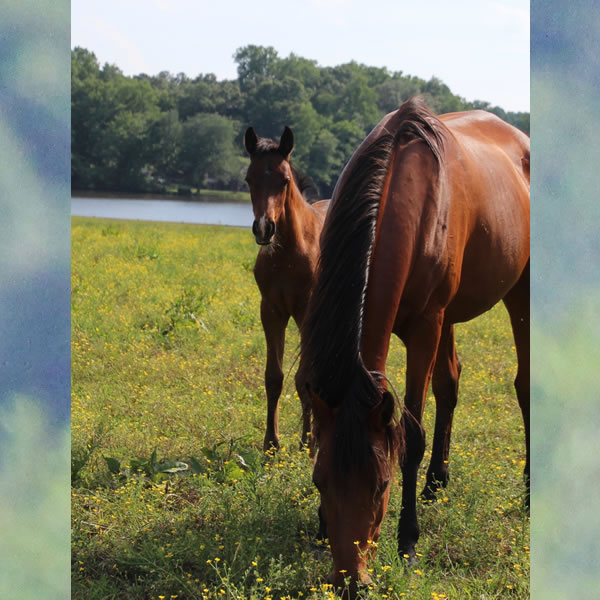 Dreamm Diva Filly by Doran