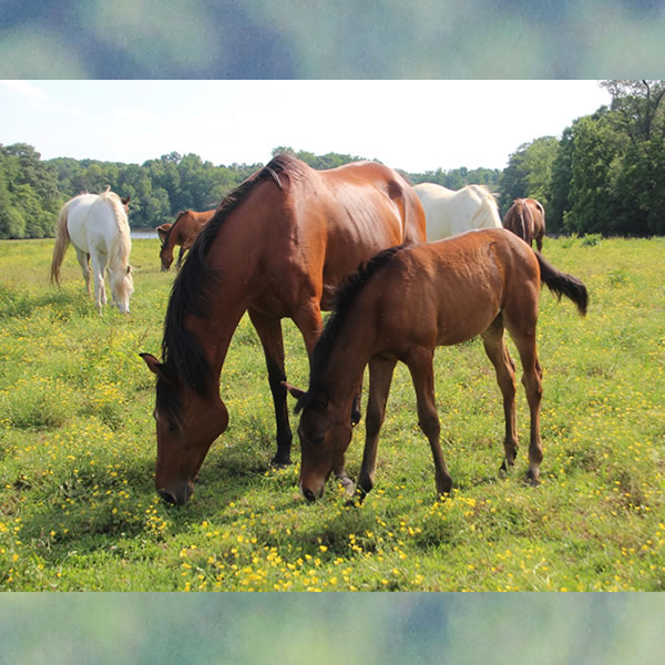 Dreamm Diva Filly by Doran