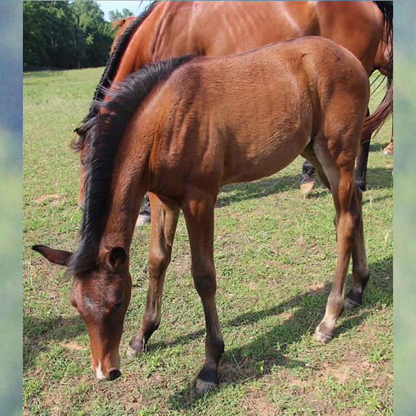 Dreamm Diva Filly by Doran