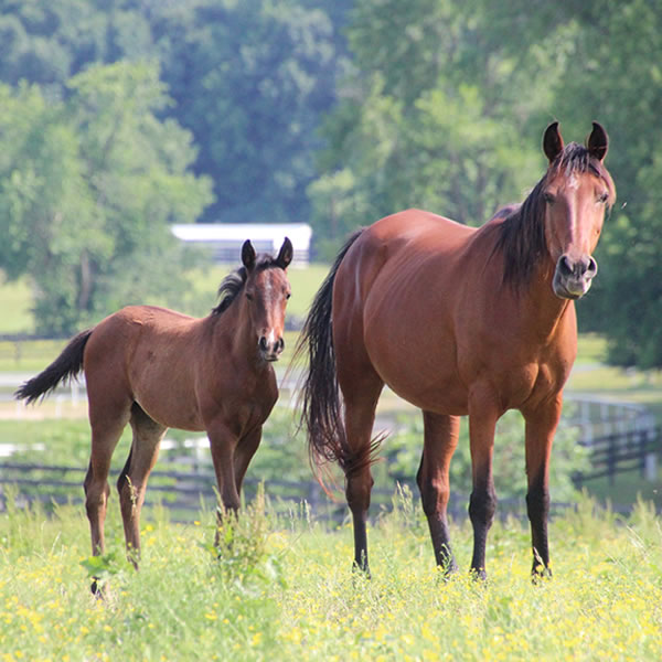 Dreamm Diva Filly by Doran