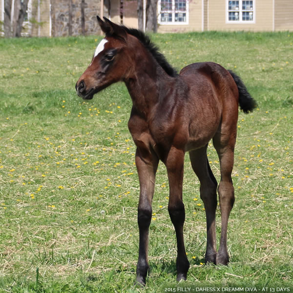 2015 filly, Dahess x Dreamm Diva, Cre Run Farm
