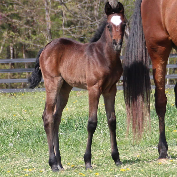 2015 filly, Dahess x Dreamm Diva, Cre Run Farm