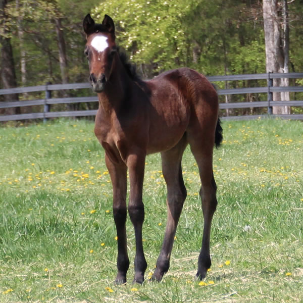 2015 filly, Dahess x Dreamm Diva, Cre Run Farm