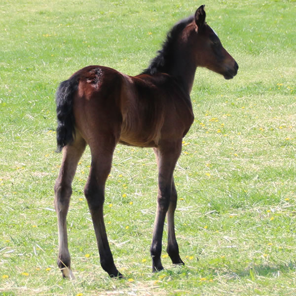 2015 filly, Dahess x Dreamm Diva, Cre Run Farm