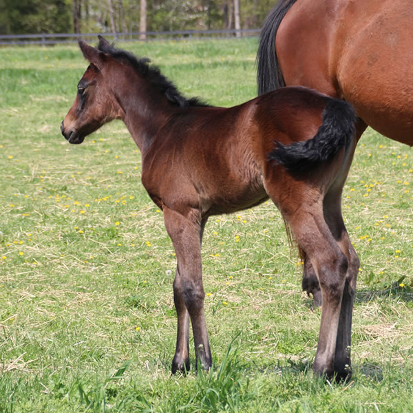 2015 filly, Dahess x Dreamm Diva, Cre Run Farm