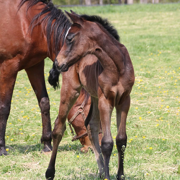 2015 filly, Dahess x Dreamm Diva, Cre Run Farm