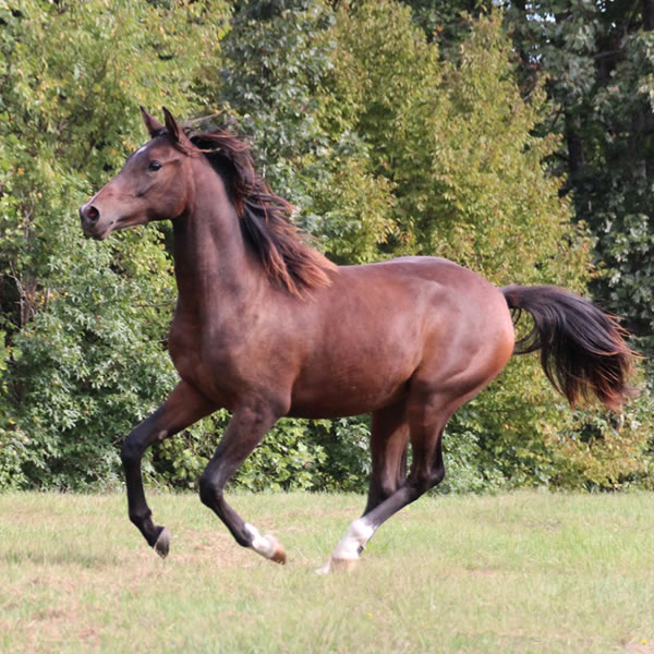 FIFTYSHADESS OF GREY, by Dahess