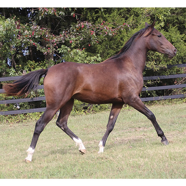 FIFTYSHADESS OF GREY, by Dahess