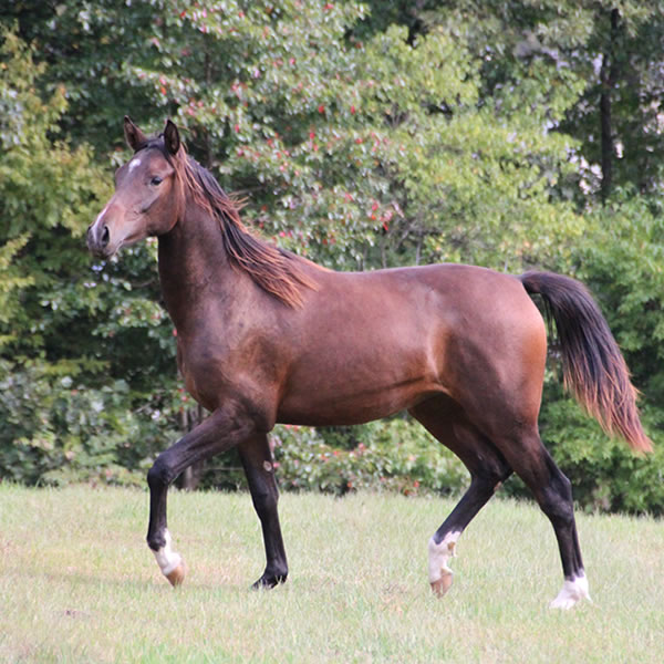 FIFTYSHADESS OF GREY, by Dahess