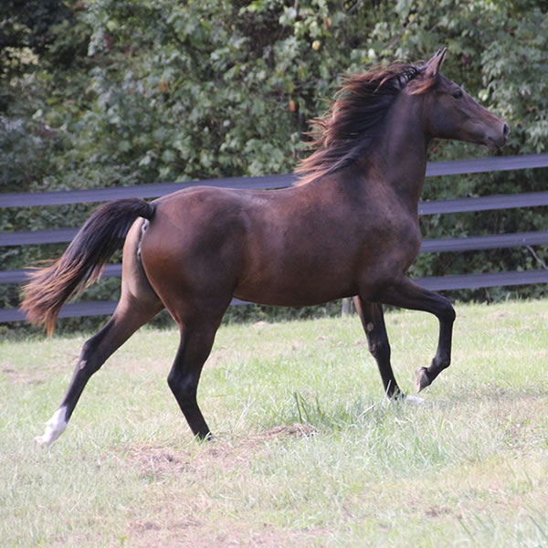 FIFTYSHADESS OF GREY, by Dahess