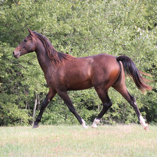 FIFTYSHADESS OF GREY, by Dahess