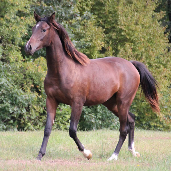 FIFTYSHADESS OF GREY, by Dahess