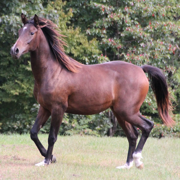 FIFTYSHADESS OF GREY, by Dahess 