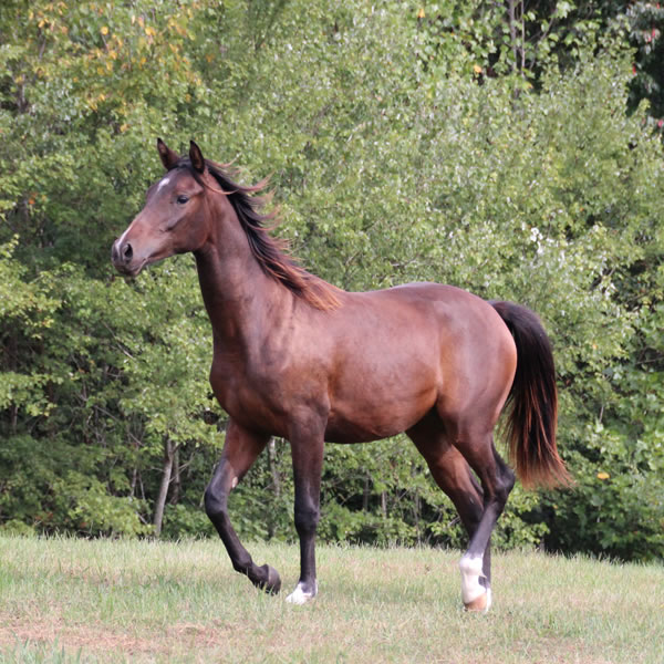 FIFTYSHADESS OF GREY, by Dahess