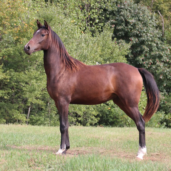 FIFTYSHADESS OF GREY, by Dahess