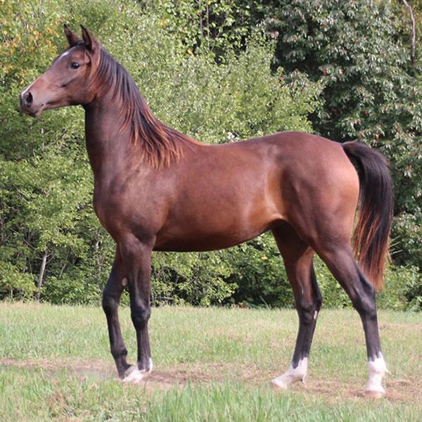 FIFTYSHADESS OF GREY, by Dahess