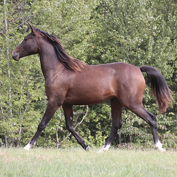 FIFTYSHADESS OF GREY, by Dahess