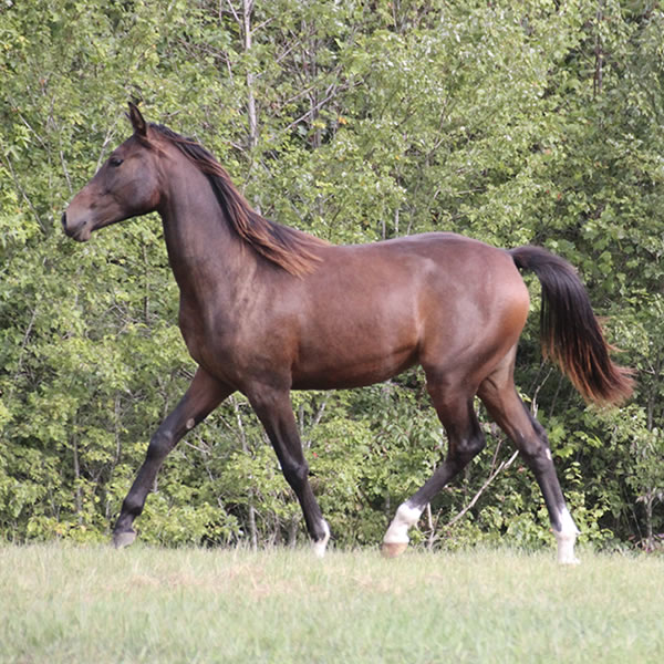 FIFTYSHADESS OF GREY, by Dahess