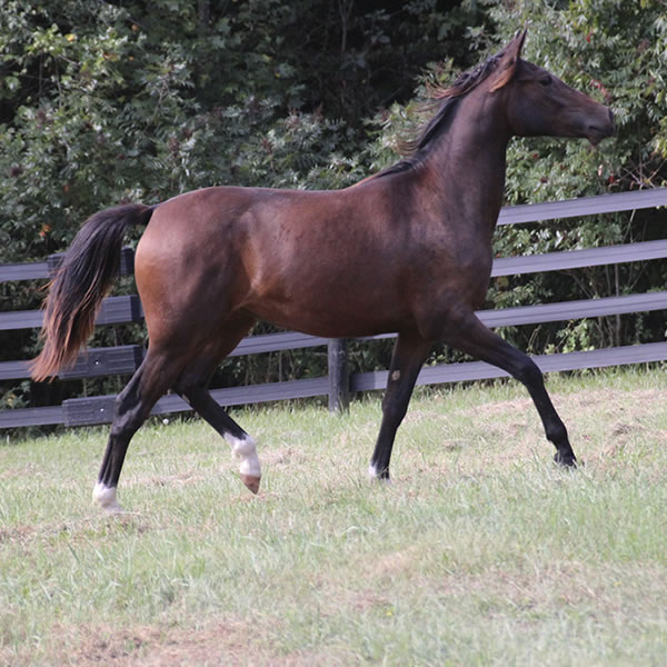 FIFTYSHADESS OF GREY, by Dahess