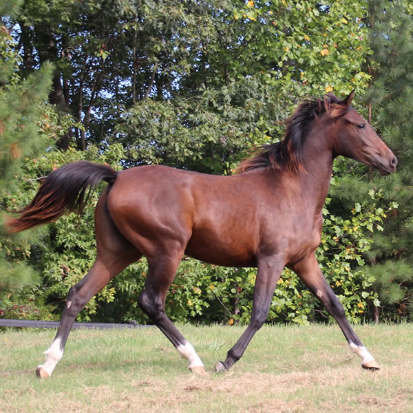 FIFTYSHADESS OF GREY, by Dahess