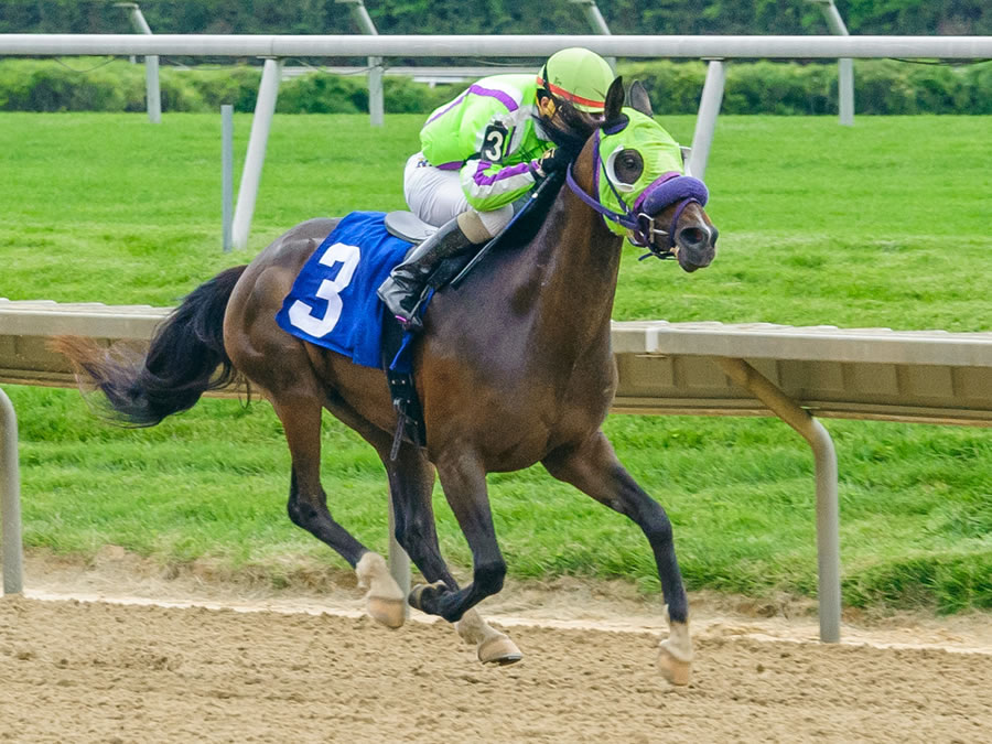 FiftyshadessOfBay- Arabian Race Winner bred by Cre Run