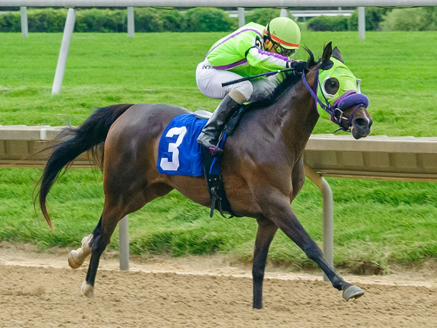 FiftyshadessOfBay- Arabian Race Winner bred by Cre Run