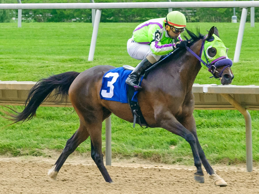 FiftyshadessOfBay- Arabian Race Winner bred by Cre Run