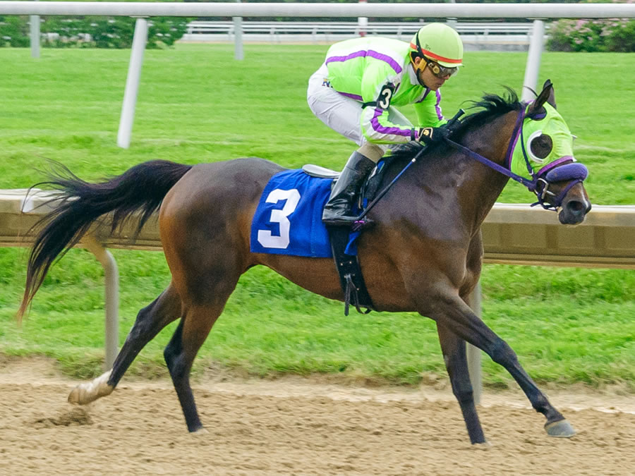 FiftyshadessOfBay- Arabian Race Winner bred by Cre Run