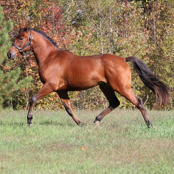 Fine Hesst arabian gelding by Dahess