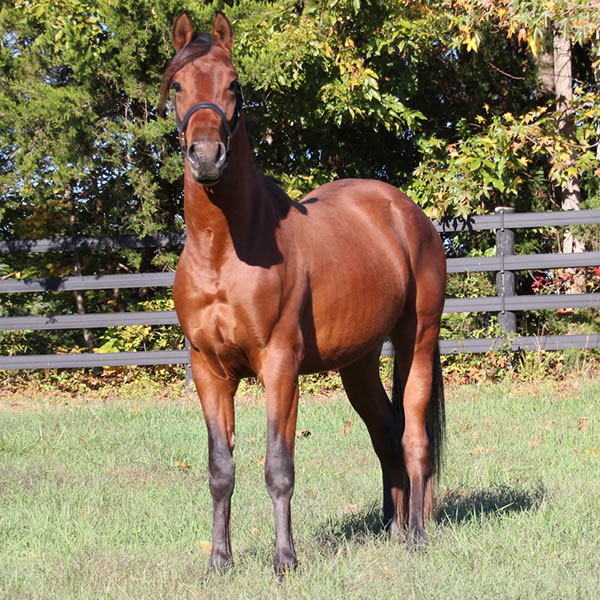 Fine Hesst arabian gelding by Dahess