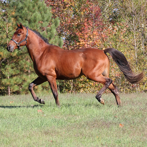 Fine Hesst arabian gelding by Dahess