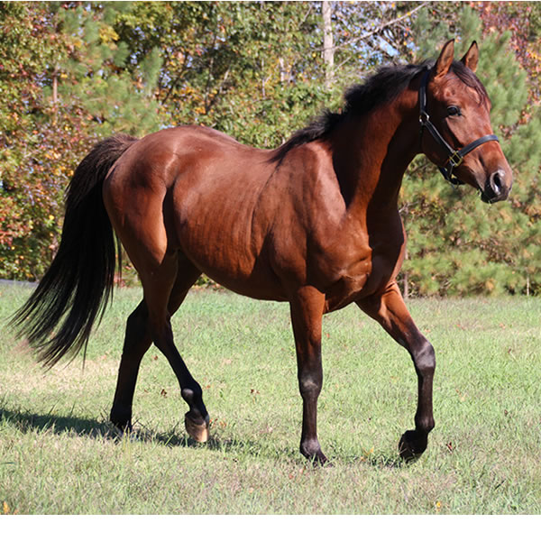 Fine Hesst arabian gelding by Dahess