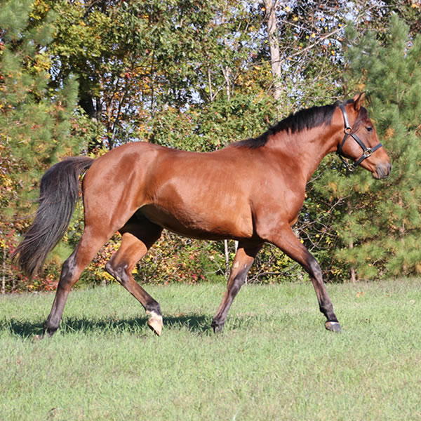 Fine Hesst arabian gelding by Dahess