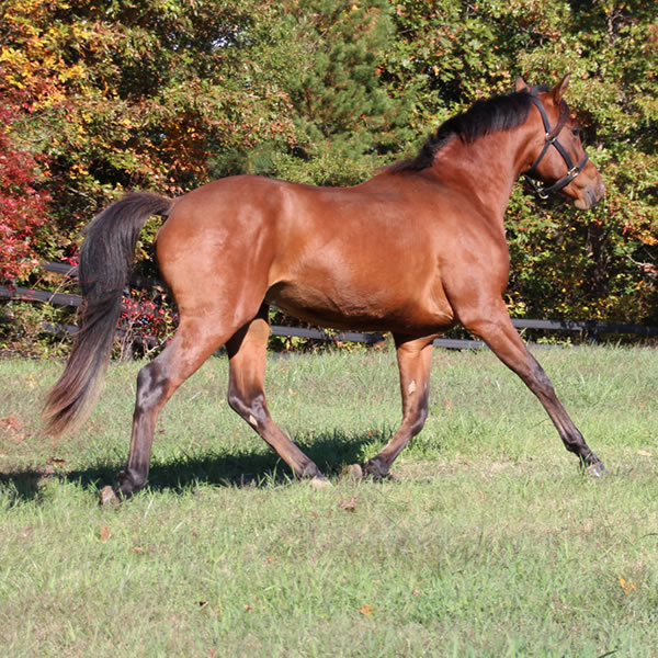 Fine Hesst arabian gelding by Dahess