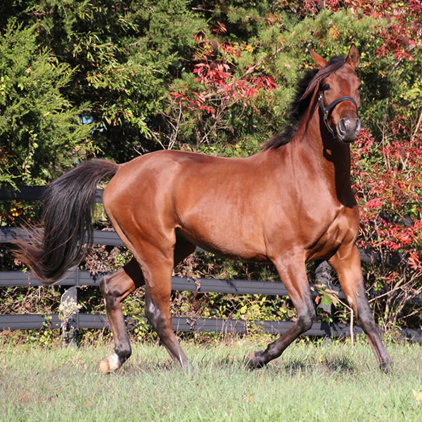 Fine Hesst arabian gelding by Dahess