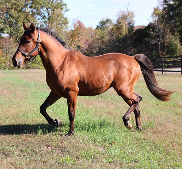 Fine Hesst arabian gelding by Dahess
