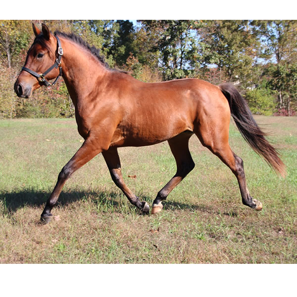Fine Hesst arabian gelding by Dahess