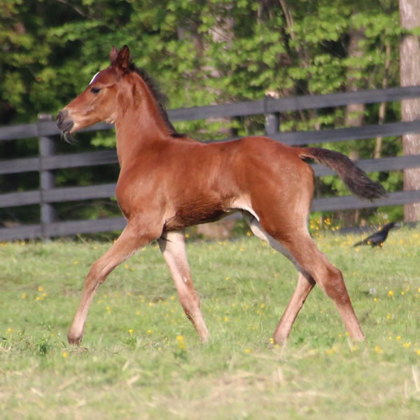 2015 Filly, Sadeem x Grande Mistress, Cre Run Farm