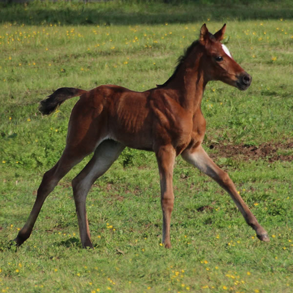 2015 Filly, Sadeem x Grande Mistress, Cre Run Farm