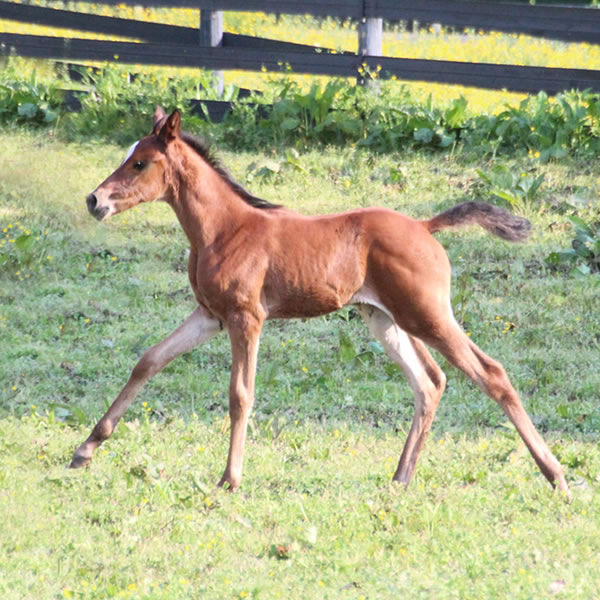 2015 Filly, Sadeem x Grande Mistress, Cre Run Farm