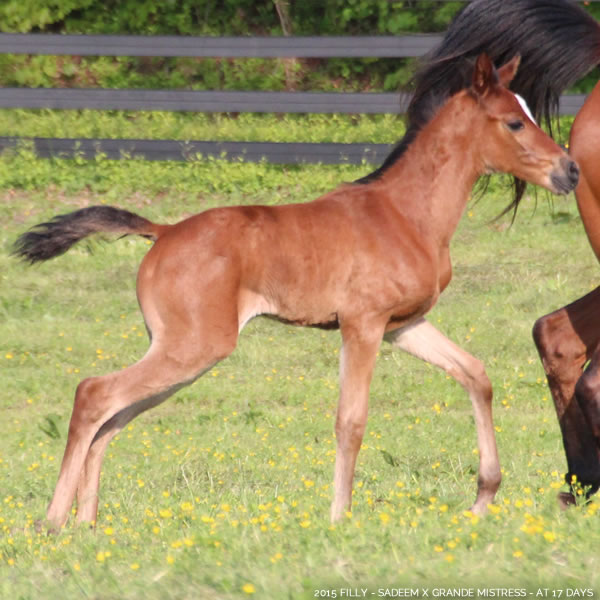 2015 Filly, Sadeem x Grande Mistress, Cre Run Farm