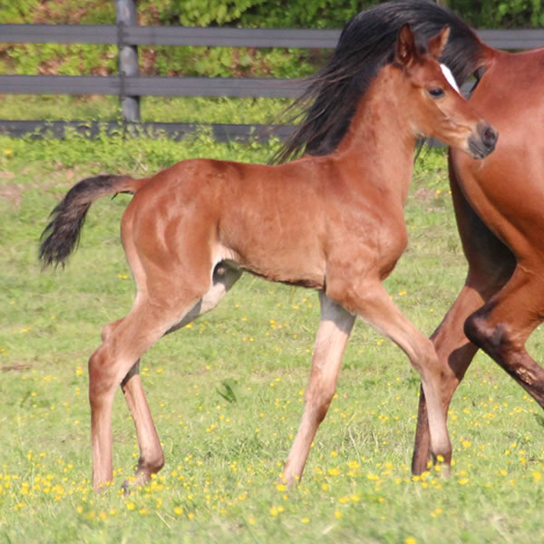 2015 Filly, Sadeem x Grande Mistress, Cre Run Farm