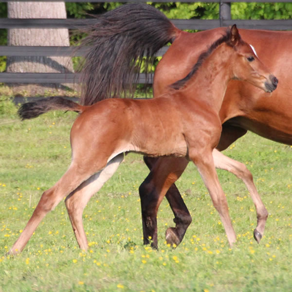 2015 Filly, Sadeem x Grande Mistress, Cre Run Farm