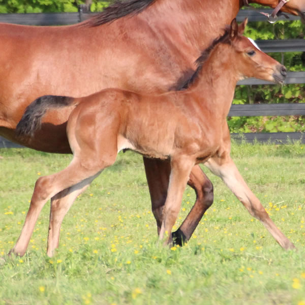 2015 Filly, Sadeem x Grande Mistress, Cre Run Farm