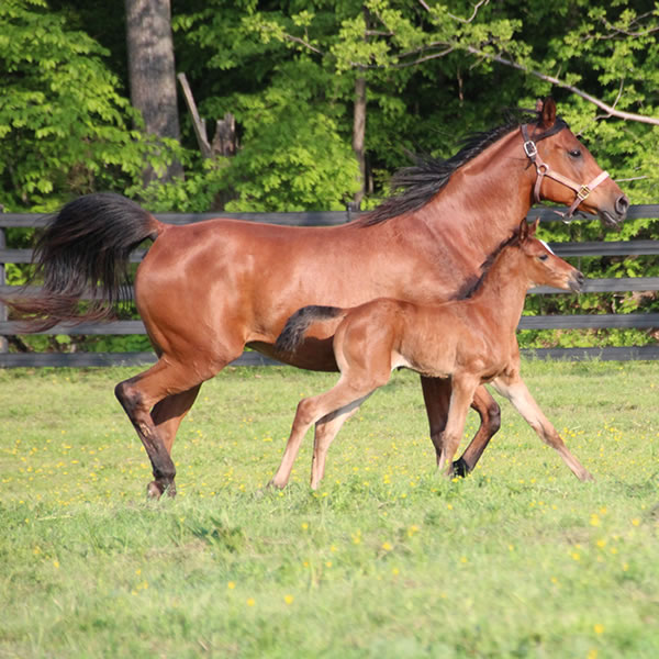 2015 Filly, Sadeem x Grande Mistress, Cre Run Farm