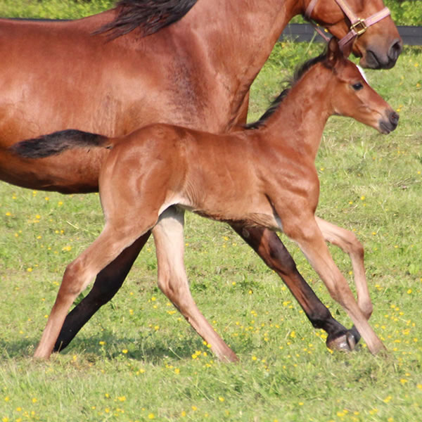 2015 Filly, Sadeem x Grande Mistress, Cre Run Farm