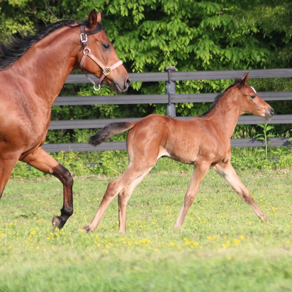 2015 Filly, Sadeem x Grande Mistress, Cre Run Farm