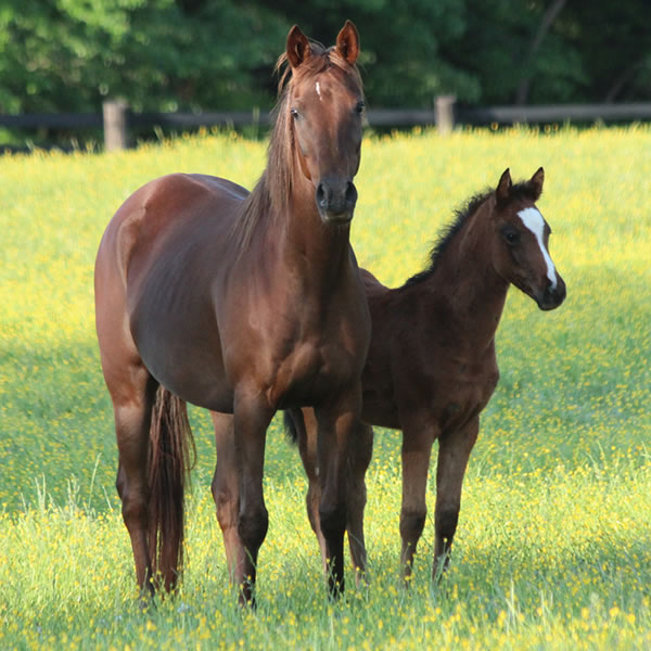 In Awe Dit 2017 Filly by Dahess