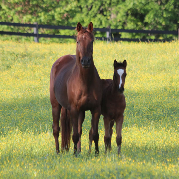 In Awe Dit 2017 Filly by Dahess