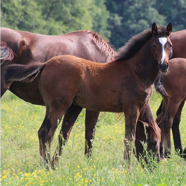 In Awe Dit 2017 Filly by Dahess